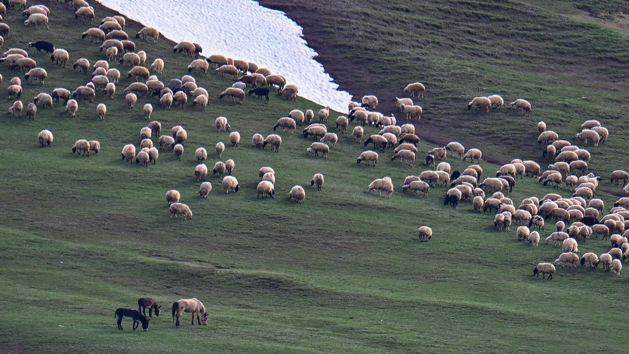 Foto - Norduz koyunu popülasyonu artıyor! 4 yılda 45 bine çıktı