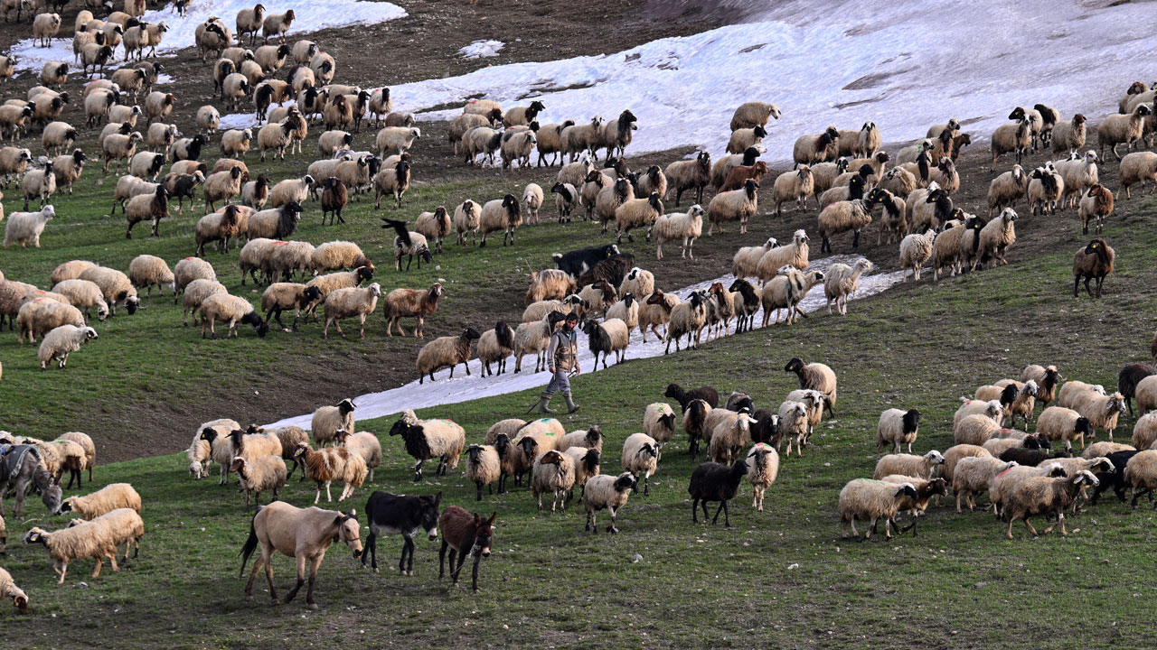 Foto - Norduz koyunu popülasyonu artıyor! 4 yılda 45 bine çıktı
