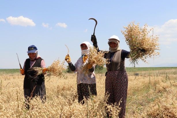 Foto - "Nükleer tekniklerle" geliştirilen nohut çeşidinde ilk hasat