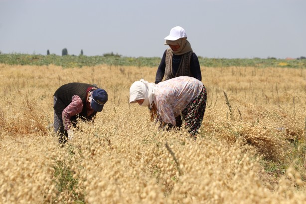 Foto - "Nükleer tekniklerle" geliştirilen nohut çeşidinde ilk hasat