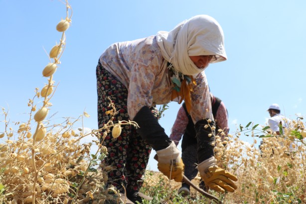Foto - "Nükleer tekniklerle" geliştirilen nohut çeşidinde ilk hasat