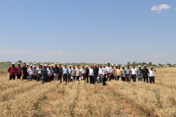 Foto - "Nükleer tekniklerle" geliştirilen nohut çeşidinde ilk hasat
