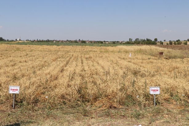Foto - "Nükleer tekniklerle" geliştirilen nohut çeşidinde ilk hasat