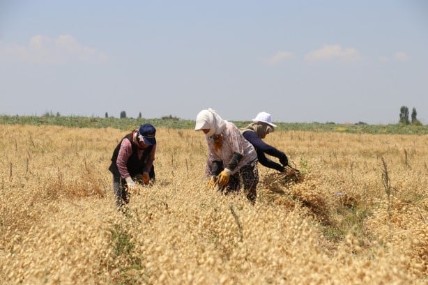 "Nükleer tekniklerle" geliştirilen nohut çeşidinde ilk hasat