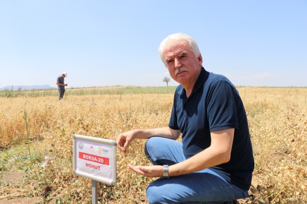 Foto - "Nükleer tekniklerle" geliştirilen nohut çeşidinde ilk hasat