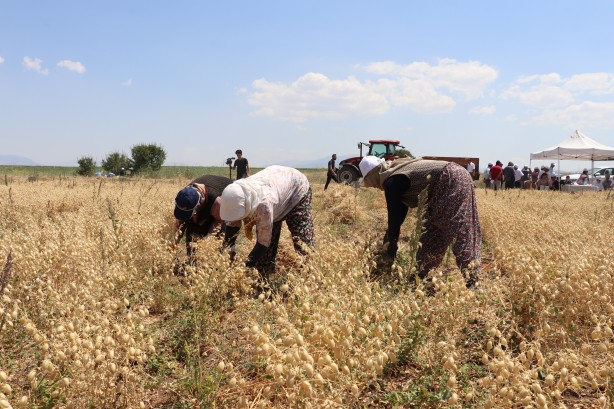 Foto - "Nükleer tekniklerle" geliştirilen nohut çeşidinde ilk hasat