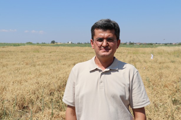 Foto - "Nükleer tekniklerle" geliştirilen nohut çeşidinde ilk hasat