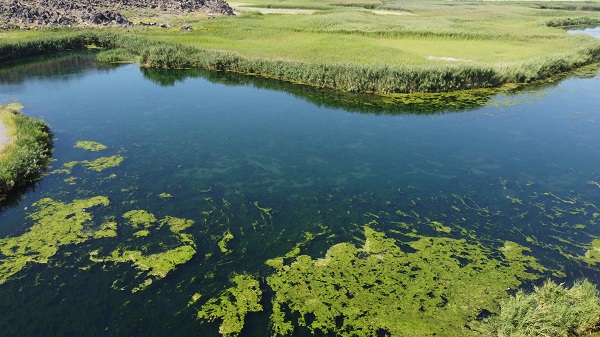 Foto - O akarsu yosun tuttu