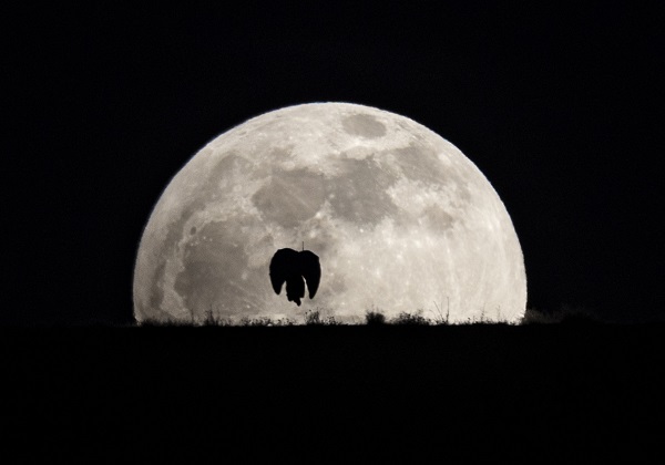 Foto - O anlar böyle görüntülendi! Ay tutulmasında gölge oyunu