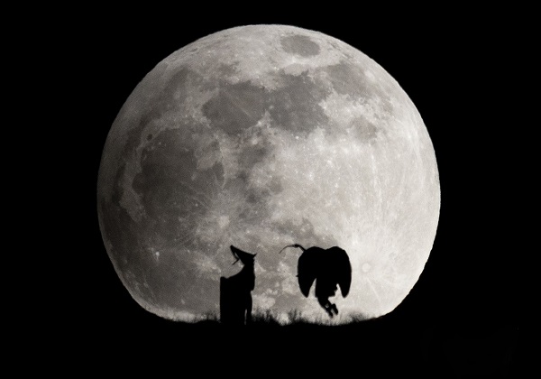 Foto - O anlar böyle görüntülendi! Ay tutulmasında gölge oyunu