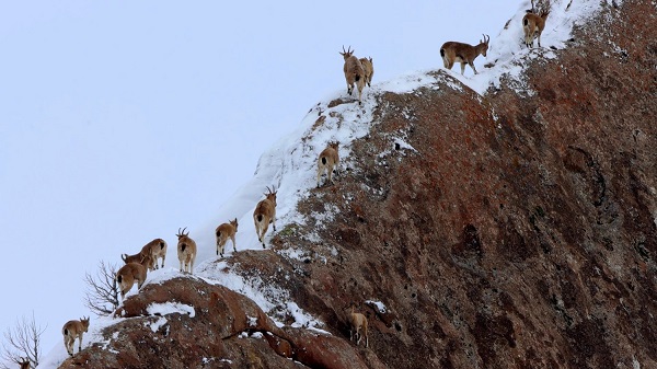 Foto - O anlar böyle kaydedildi! Birini bile görmek zorken sürü halinde yakalandılar