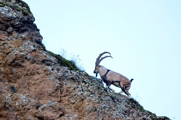 Foto - O anlar böyle kaydedildi! Birini bile görmek zorken sürü halinde yakalandılar