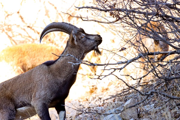 O anlar böyle kaydedildi! Birini bile görmek zorken sürü halinde yakalandılar
