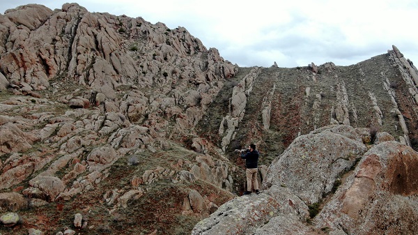 Foto - O anlar böyle kaydedildi! Birini bile görmek zorken sürü halinde yakalandılar