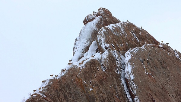 Foto - O anlar böyle kaydedildi! Birini bile görmek zorken sürü halinde yakalandılar