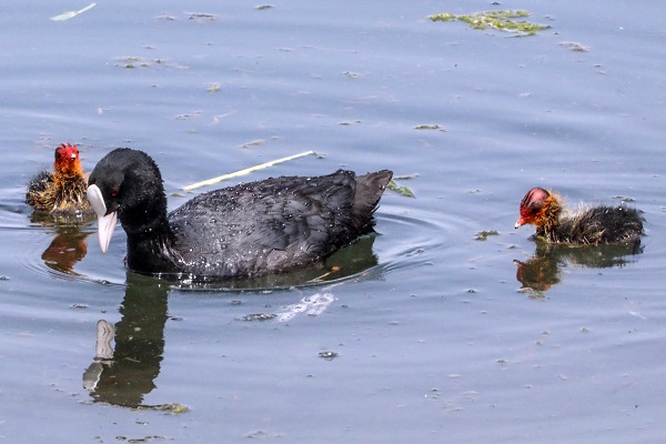 Foto - O anlar duygulandırdı! Anne sakarmeke yavrularını böyle besledi