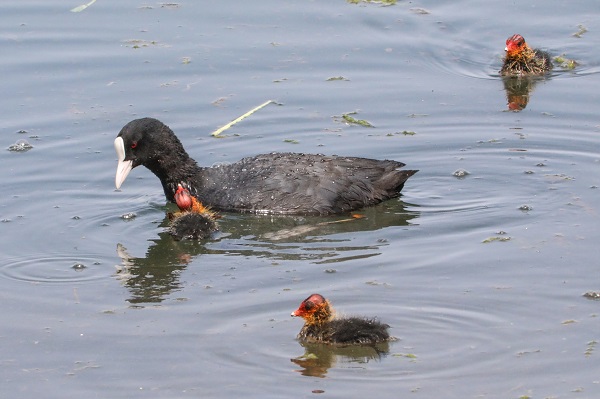 Foto - O anlar duygulandırdı! Anne sakarmeke yavrularını böyle besledi