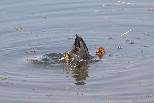 Foto - O anlar duygulandırdı! Anne sakarmeke yavrularını böyle besledi
