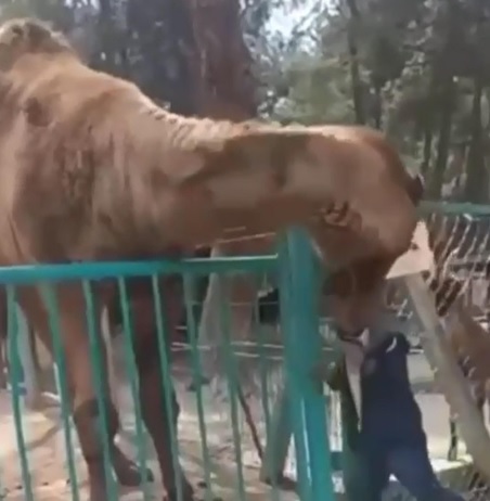 Foto - O anlar kameralara yansıdı | Deve çocuğu ısırdı! 