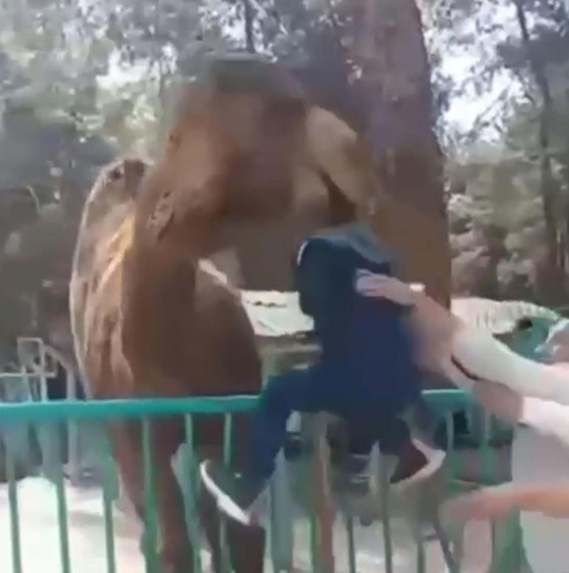 Foto - O anlar kameralara yansıdı | Deve çocuğu ısırdı! 