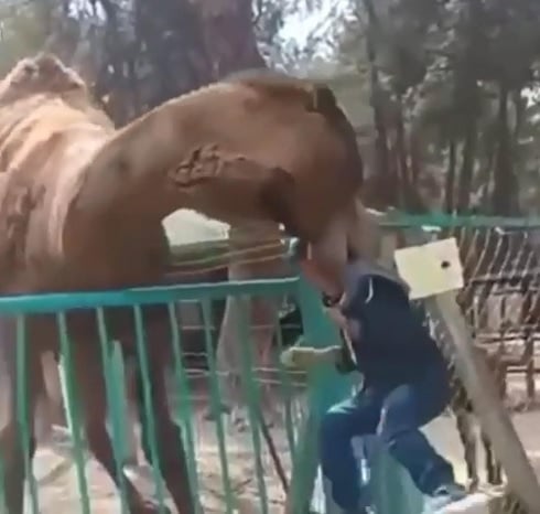 Foto - O anlar kameralara yansıdı | Deve çocuğu ısırdı! 