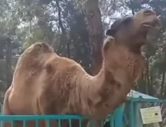 Foto - O anlar kameralara yansıdı | Deve çocuğu ısırdı! 