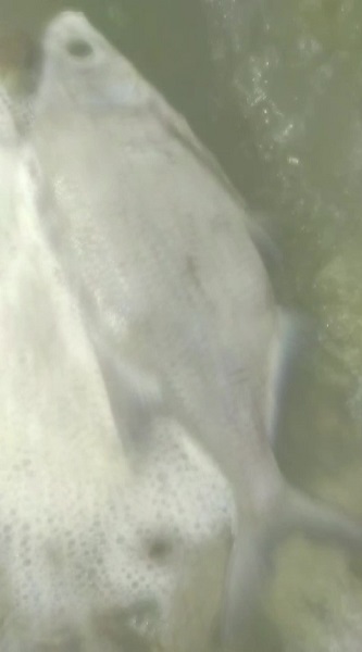 Foto - O baraj gölünü kuraklık vurdu! 