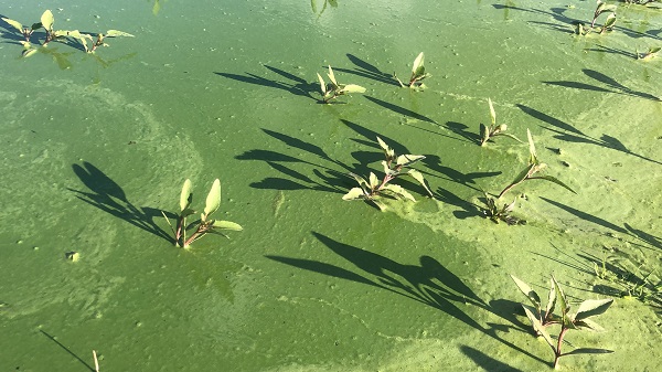 Foto - O barajın rengi değişti! 