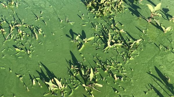 Foto - O barajın rengi değişti! 