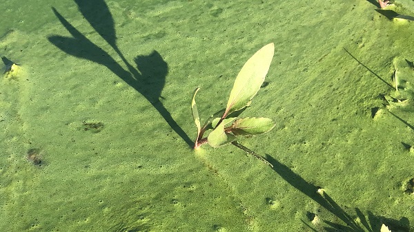 Foto - O barajın rengi değişti! 