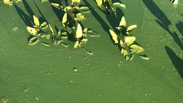 Foto - O barajın rengi değişti! 