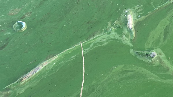 Foto - O barajın rengi değişti! 