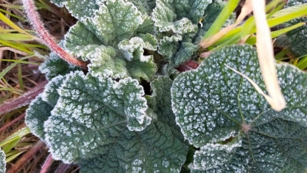 Foto - Aman dikkat! O bölgeler için zirai don uyarısı!