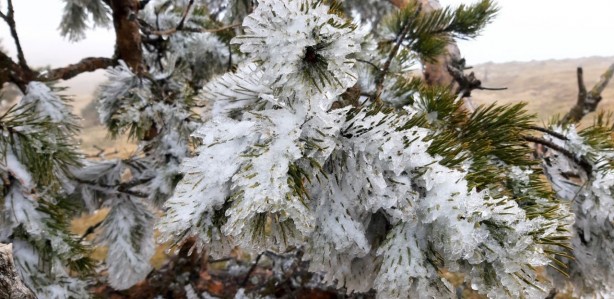 Foto - Aman dikkat! O bölgeler için zirai don uyarısı!