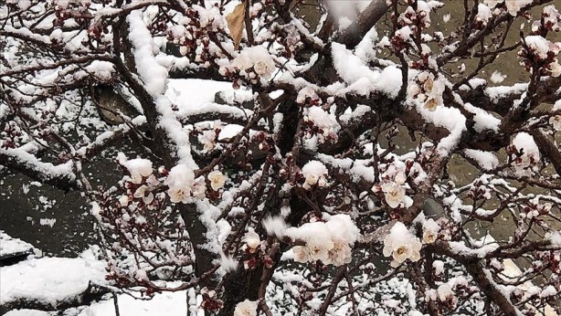 Foto - Aman dikkat! O bölgeler için zirai don uyarısı!