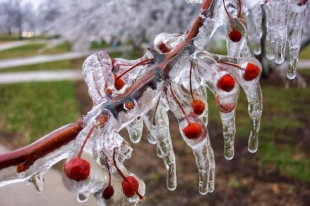 Foto - Aman dikkat! O bölgeler için zirai don uyarısı!