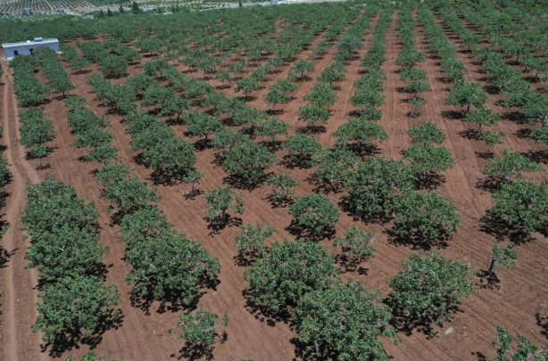 Foto - O bölgede "yeşil altın" patlaması! "Bu sene bayağı iyi"