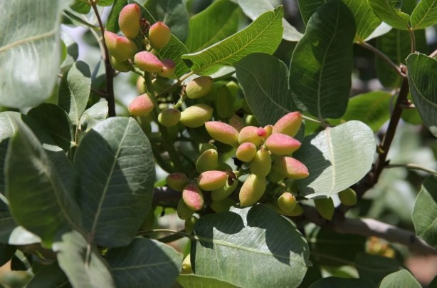 Foto - O bölgede "yeşil altın" patlaması! "Bu sene bayağı iyi"