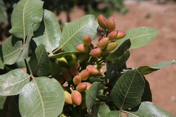Foto - O bölgede "yeşil altın" patlaması! "Bu sene bayağı iyi"