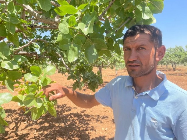 Foto - O bölgede "yeşil altın" patlaması! "Bu sene bayağı iyi"