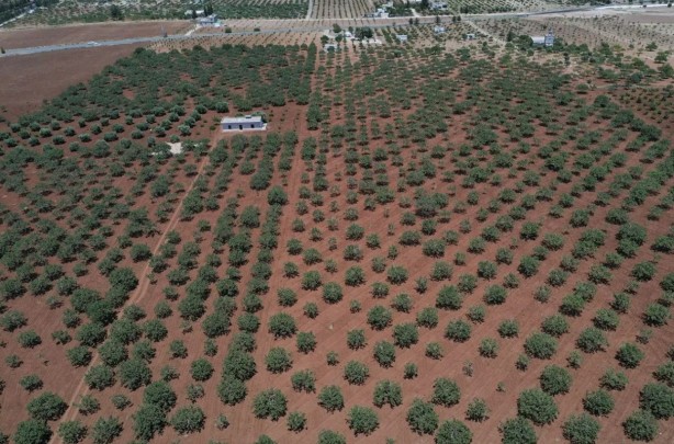 Foto - O bölgede "yeşil altın" patlaması! "Bu sene bayağı iyi"