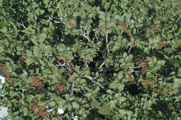 Foto - O bölgede "yeşil altın" patlaması! "Bu sene bayağı iyi"