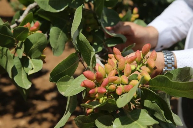 Foto - O bölgede "yeşil altın" patlaması! "Bu sene bayağı iyi"