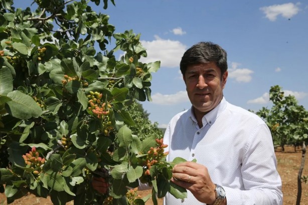 Foto - O bölgede "yeşil altın" patlaması! "Bu sene bayağı iyi"