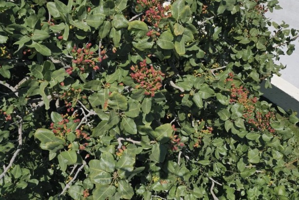O bölgede "yeşil altın" patlaması! "Bu sene bayağı iyi"