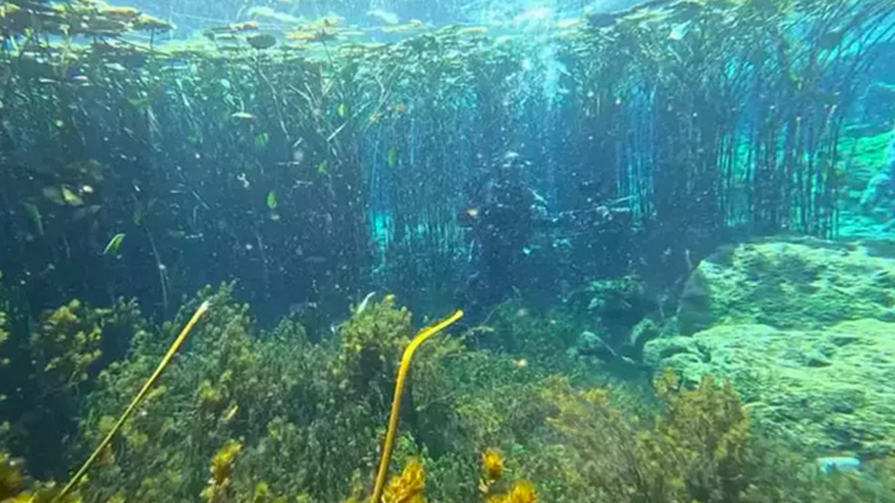 Foto - O büyükşehirimizin içme suyu kaynağında kirlilik alarmı: Kırkgöz Göleti korkutuyor