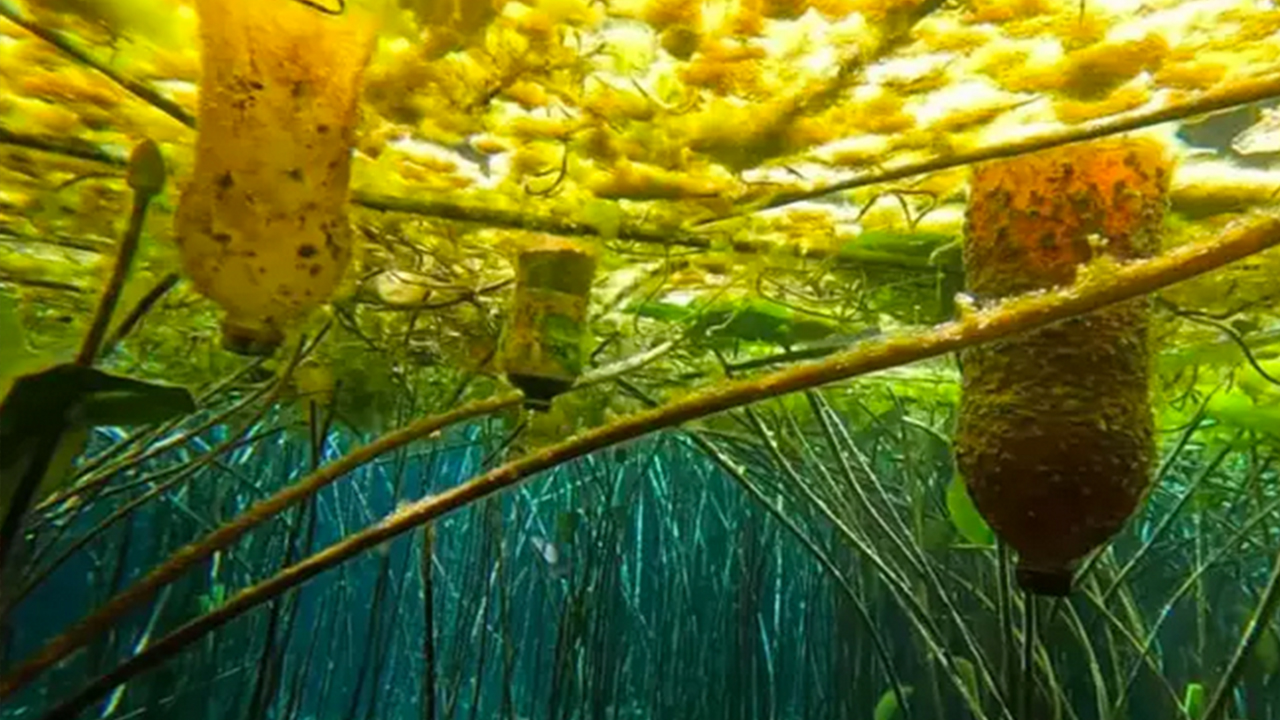 Foto - O büyükşehirimizin içme suyu kaynağında kirlilik alarmı: Kırkgöz Göleti korkutuyor