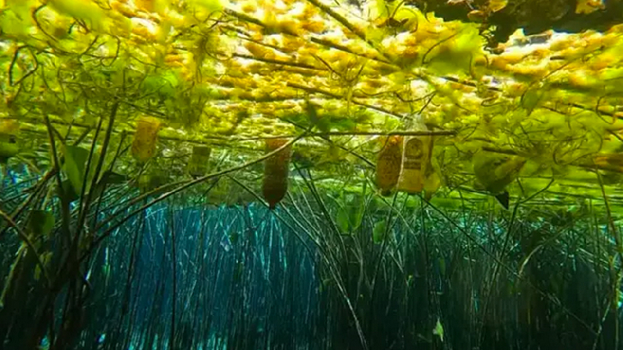 Foto - O büyükşehirimizin içme suyu kaynağında kirlilik alarmı: Kırkgöz Göleti korkutuyor