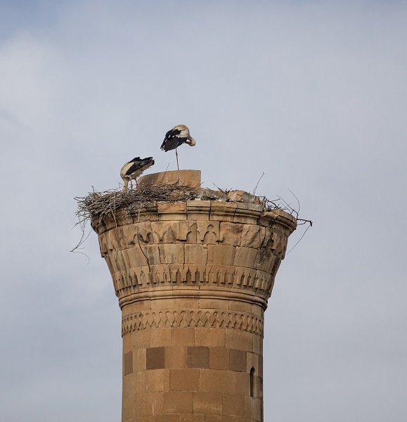 Foto - O cami leyleklere yuva oldu