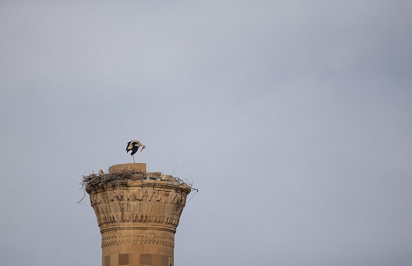 Foto - O cami leyleklere yuva oldu